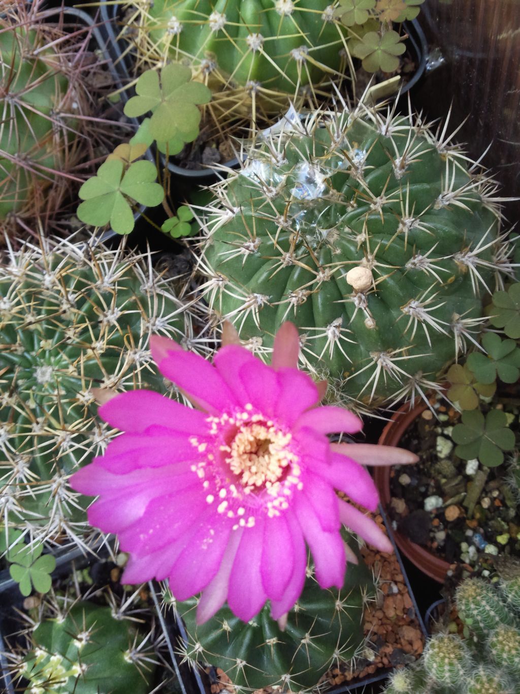 Acanthocalycium brevispinum